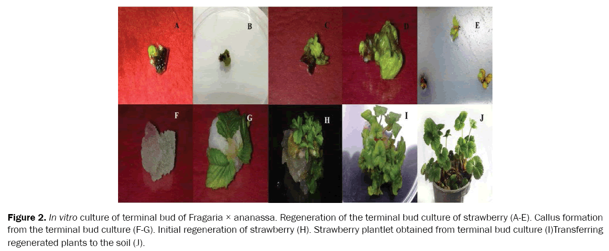 botanical-sciences-terminal-bud