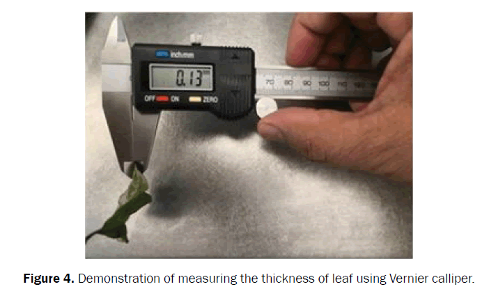 botanical-sciences-thickness-leaf