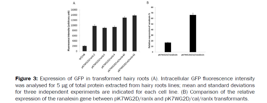 botanical-sciences-transformed-hairy-roots