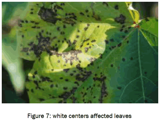 botanical-sciences-white-centers-affected-leaves