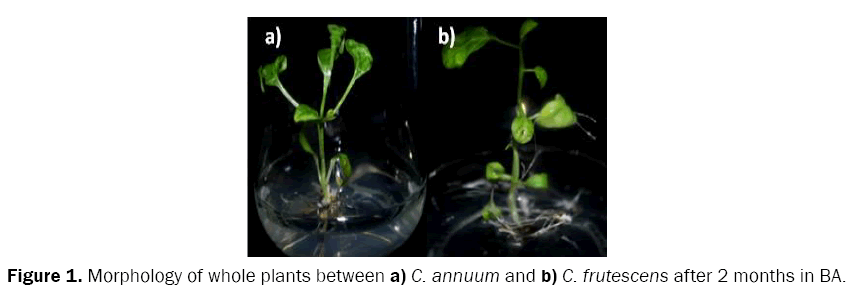 botanical-sciences-whole-plants