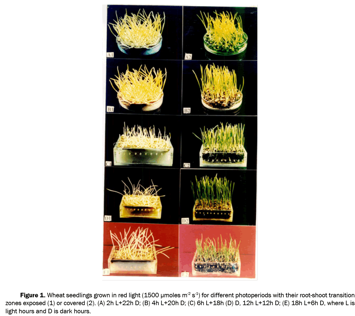 chemistry-Wheat-seedlings