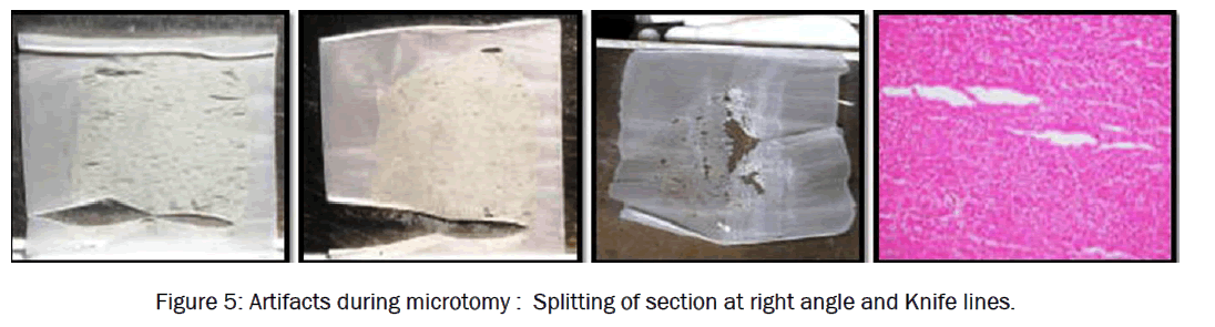 dental-sciences-Artifacts