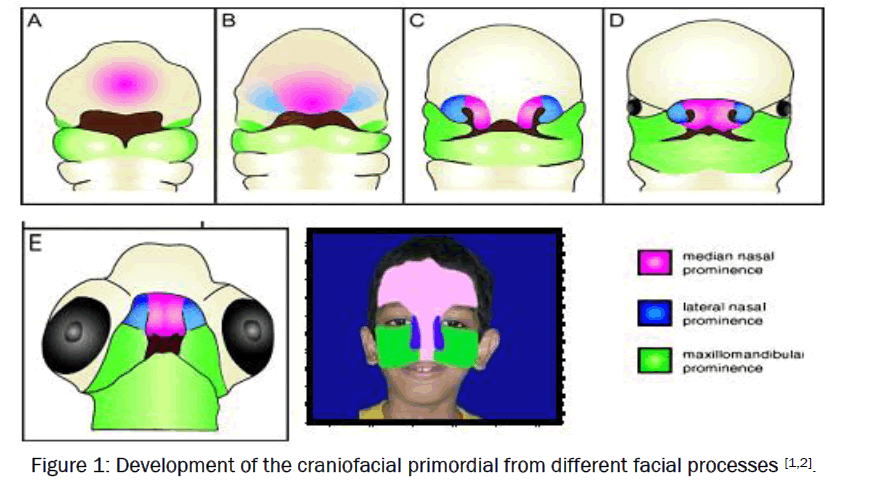 dental-sciences-Development