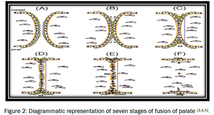 dental-sciences-Diagrammatic