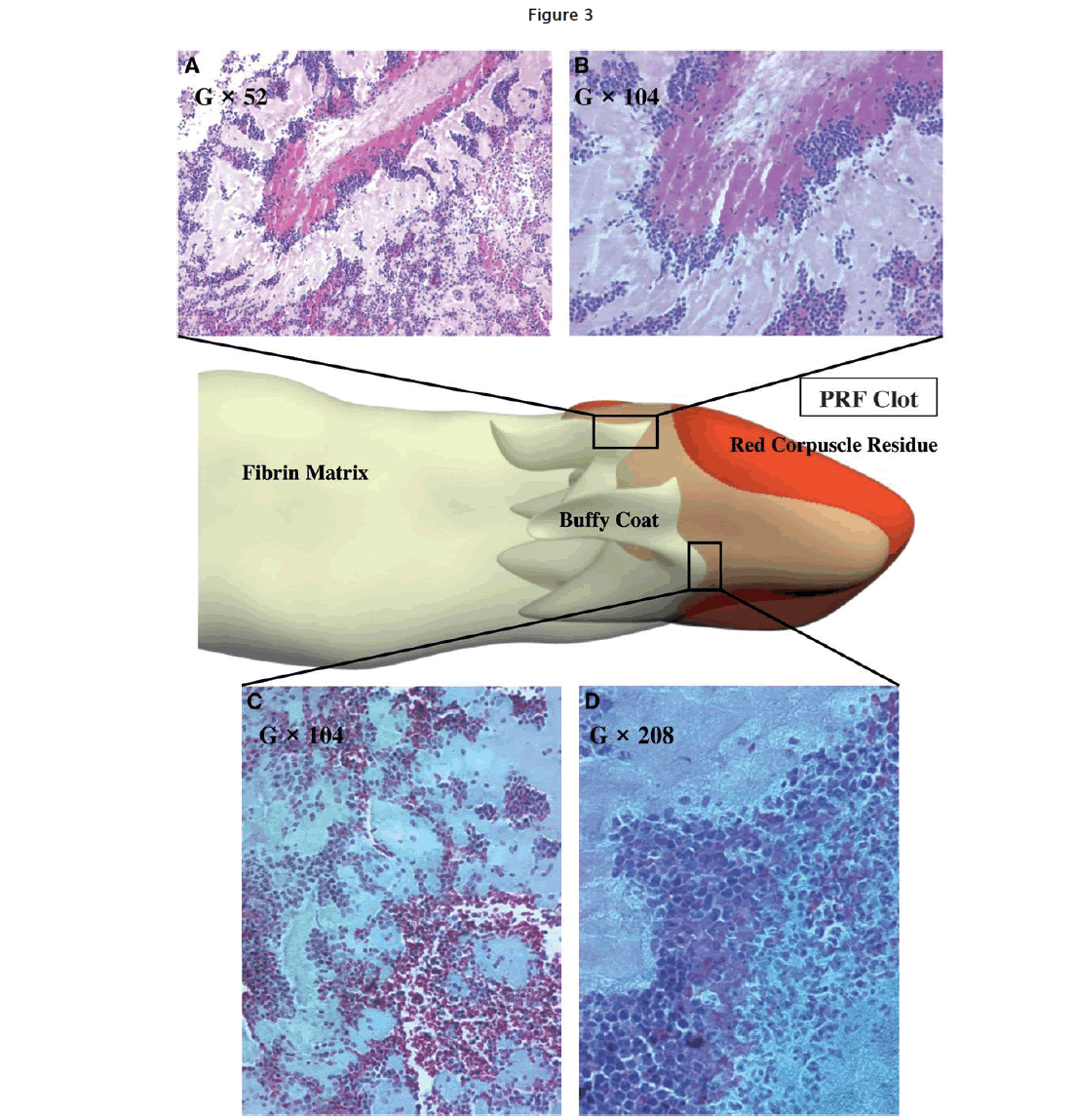 dental-sciences-Figure-3