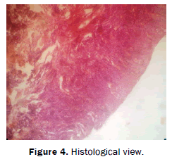 dental-sciences-Histological-view