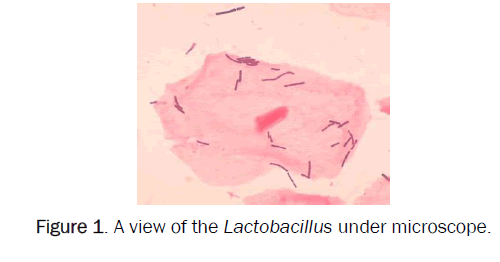 dental-sciences-Lactobacillus