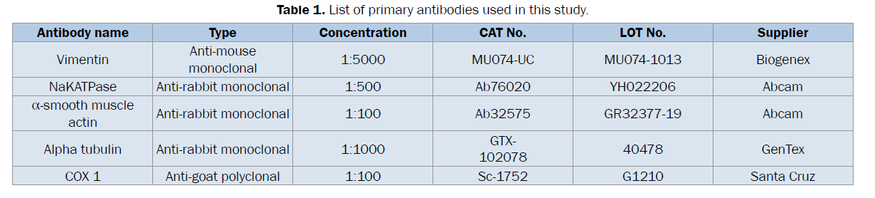 dental-sciences-List-primary-antibodies