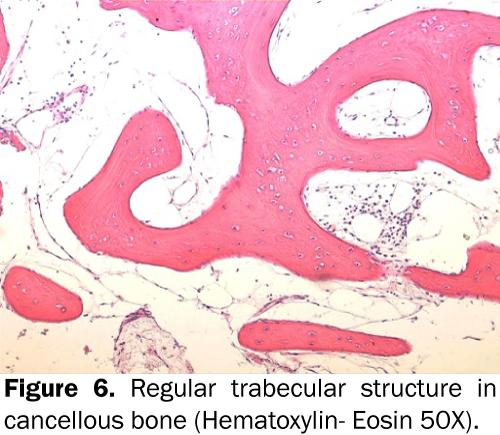 dental-sciences-Regular-trabecular-cancellous