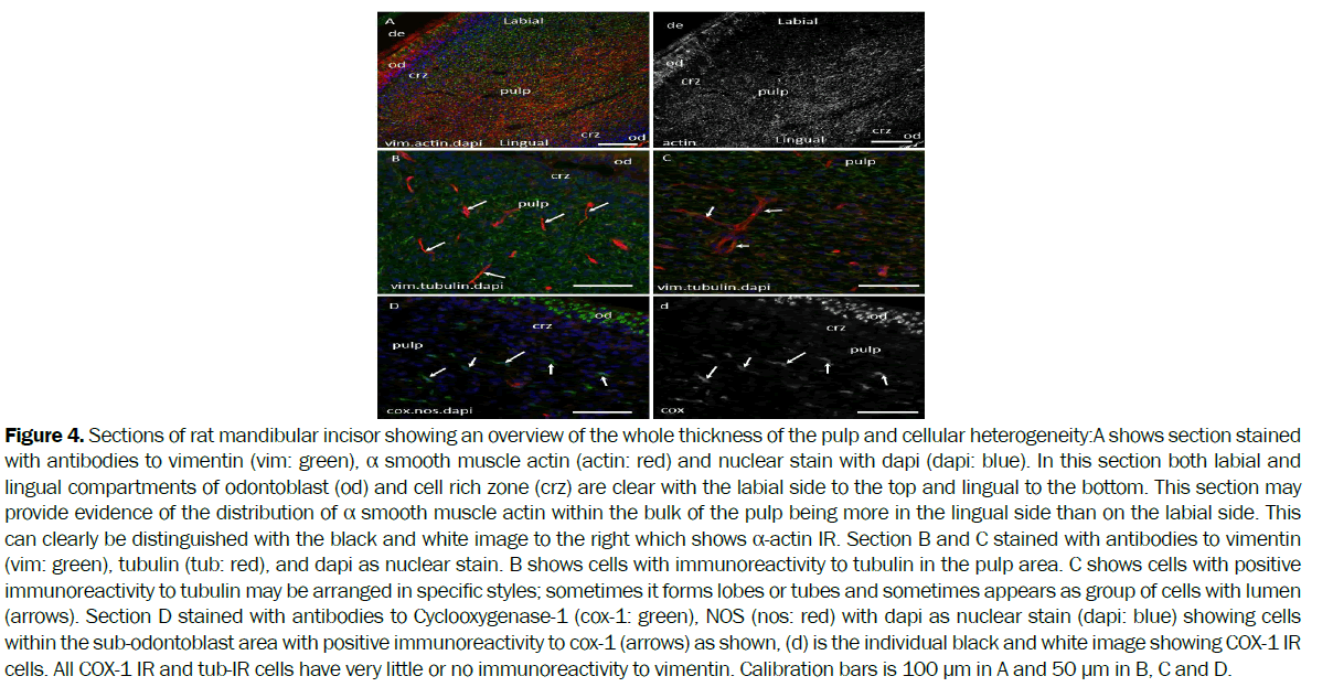 dental-sciences-Sections-rat-mandibular-incisor