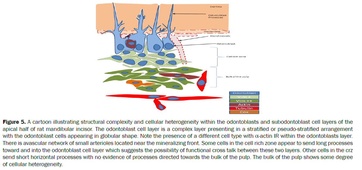 dental-sciences-degree-cellular-heterogeneity