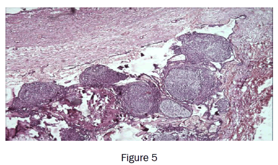 dental-sciences-figure5