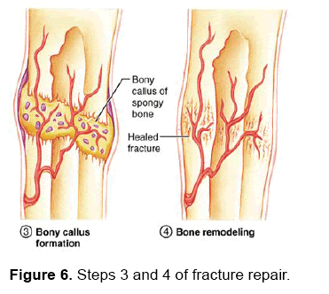 dental-sciences-repair