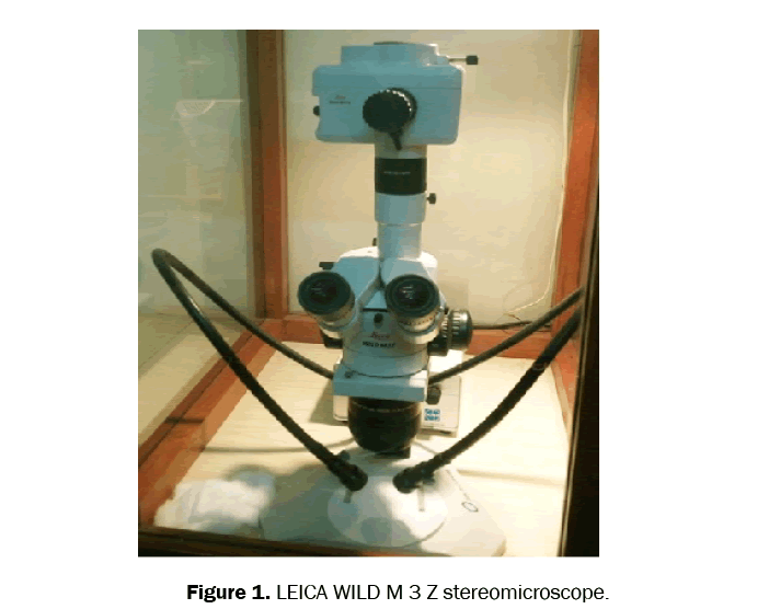 dental-sciences-stereomicroscope