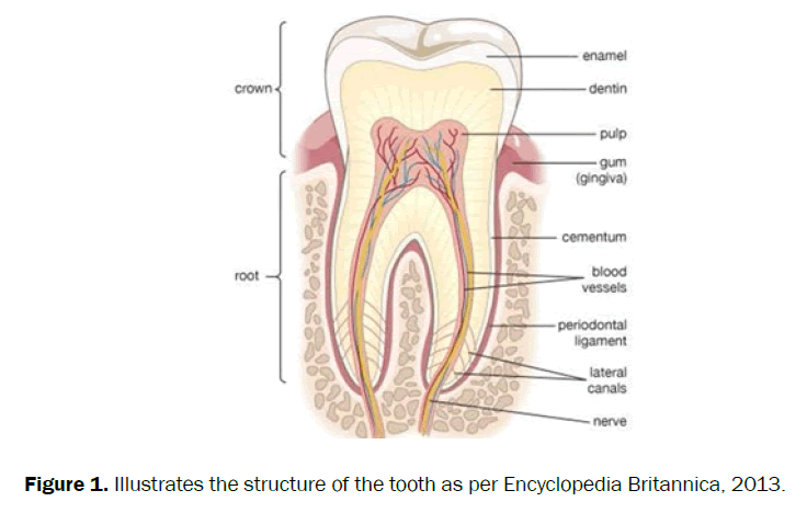 dental-sciences-tooth-encyclopedia-britannica