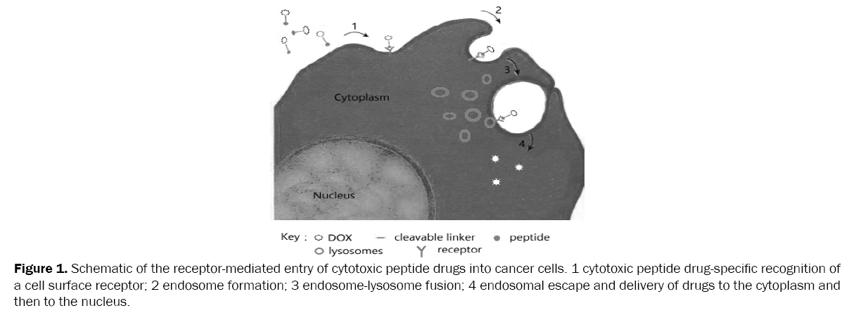 drug-delivery-cytotoxic-peptide-drugs