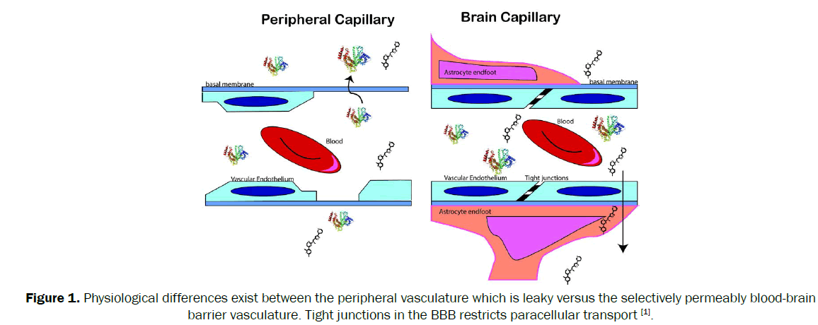 drug-delivery-paracellular-transport