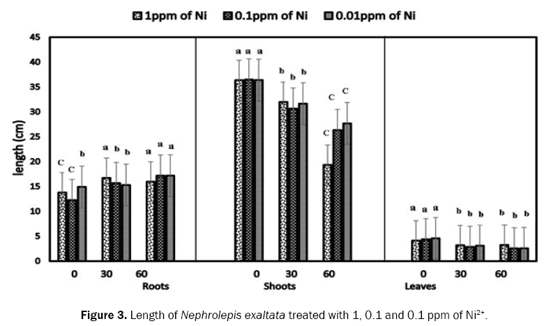 ecology-and-environmental-sciences-nephrolepis