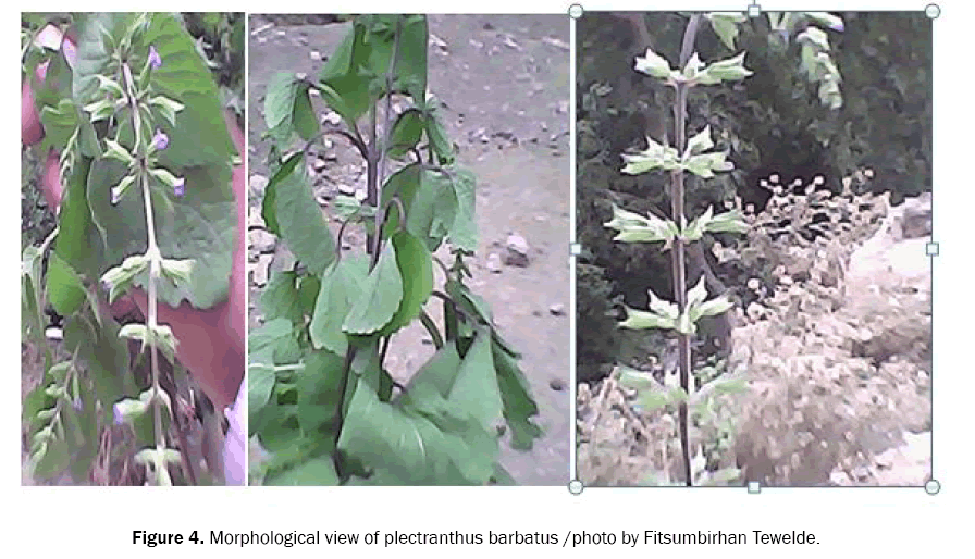 ecology-and-environmental-sciences-plectranthus