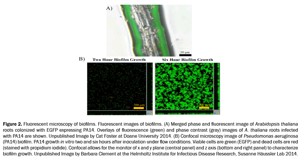 engineering-and-technology-biofilms