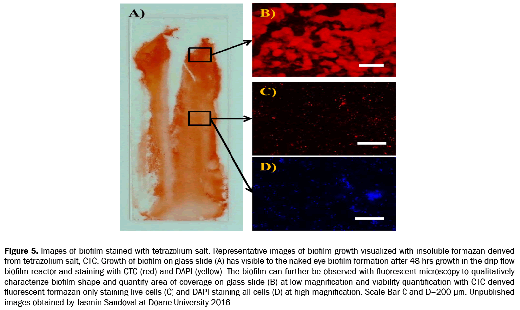 engineering-and-technology-fluorescent