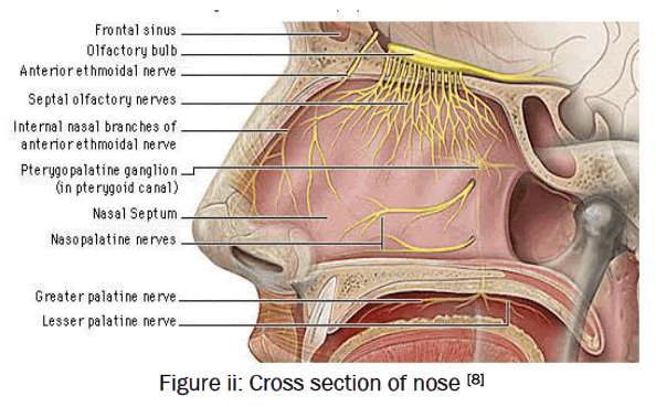 engineering-technology-Cross-section-of-nose