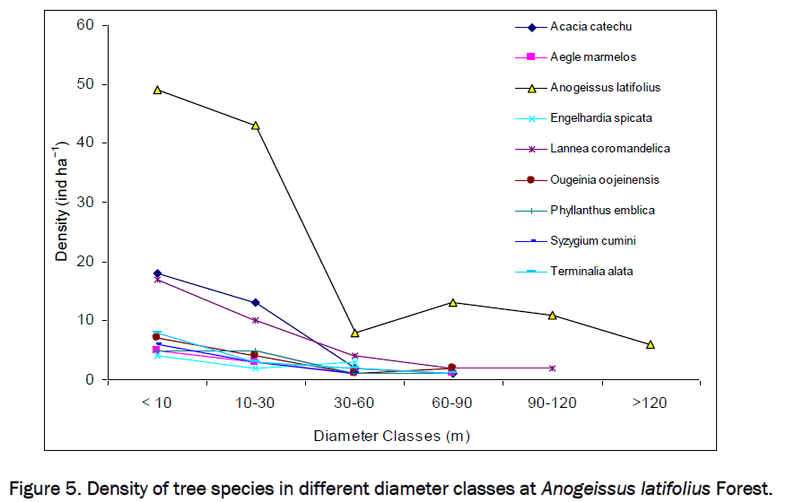 environmental-sciences-Anogeissus-latifolius