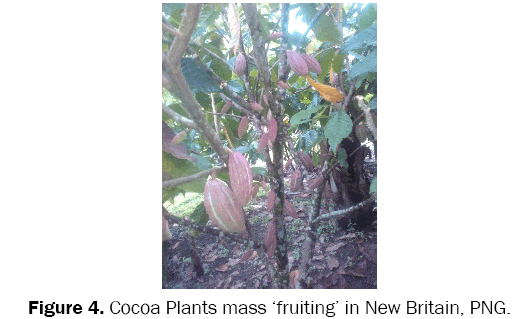 environmental-sciences-Cocoa-Plants