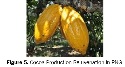 environmental-sciences-Cocoa-Production-Rejuvenation