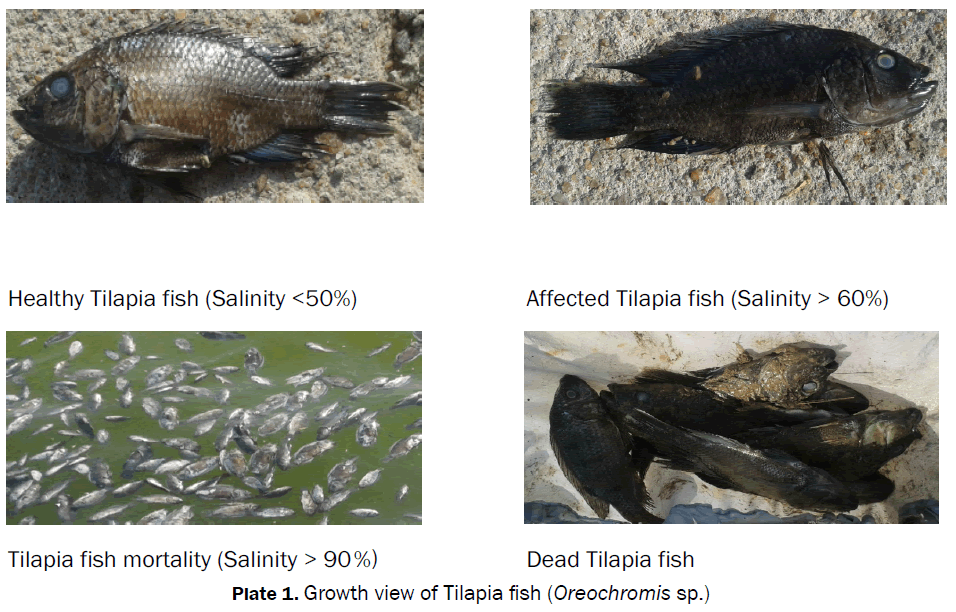 environmental-sciences-Growth-view-Tilapia-fish