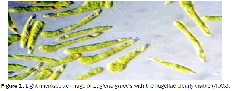 environmental-sciences-Light-microscopic-image