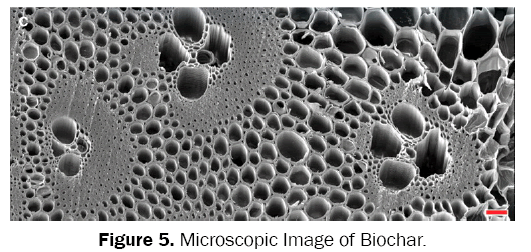 environmental-sciences-Microscopic-Image