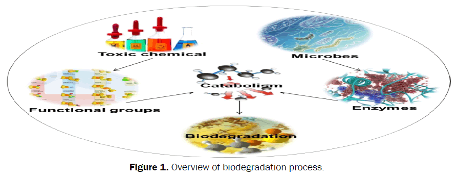 environmental-sciences-Overview-biodegradation-process