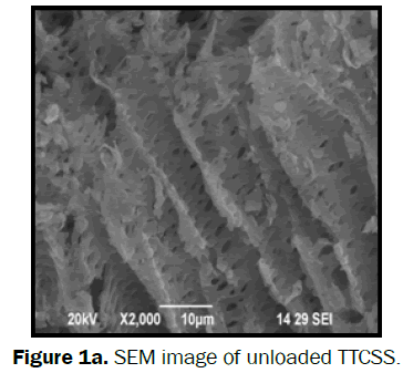 environmental-sciences-SEM-image-unloaded-TTCSS