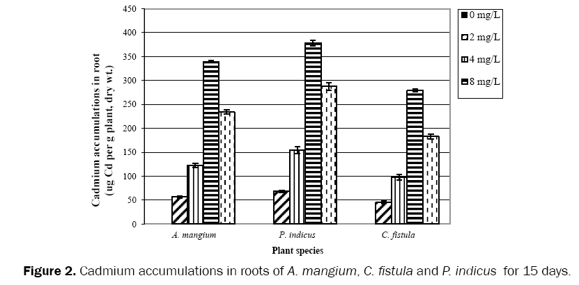 environmental-sciences-accumulations-roots