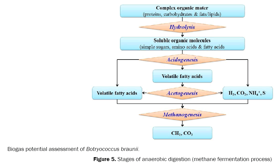 environmental-sciences-anaerobic-digestion