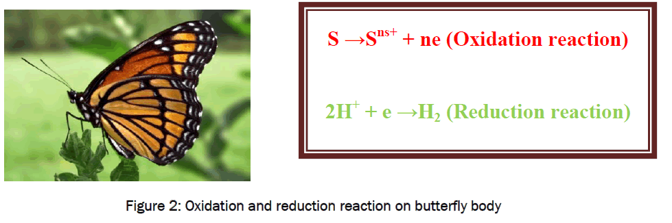 environmental-sciences-butterfly-body