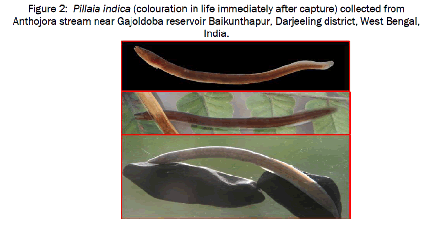 environmental-sciences-indica-colouration