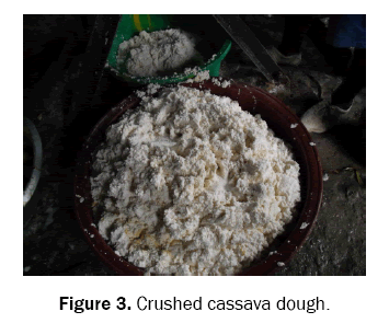 food-and-dairy-technology-cassava