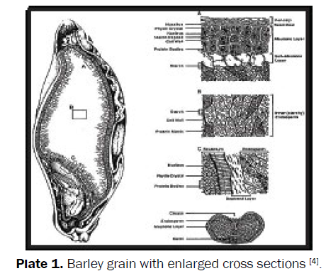 food-dairy-technology-Barley-grain-enlarged