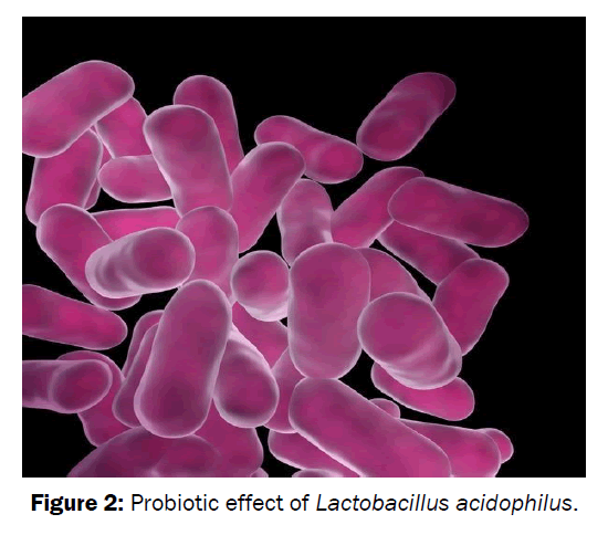 food-dairy-technology-Probiotic-Lactobacillus-acidophilus
