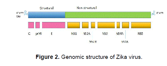 health-sciences-Genomic-structure