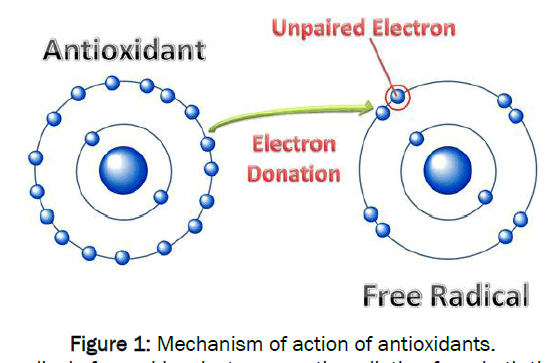 health-sciences-Mechanism-action