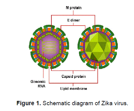 health-sciences-Schematic-diagram