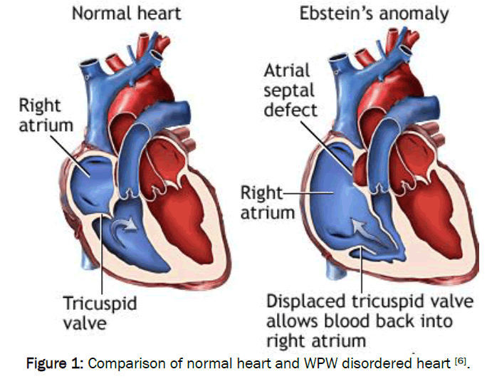 health-sciences-normal-heart