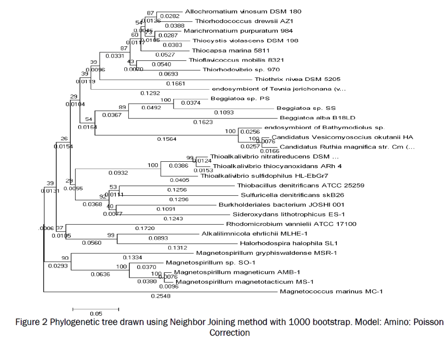 material-sciences-Phylogenetic-tree-drawn-Neighbor