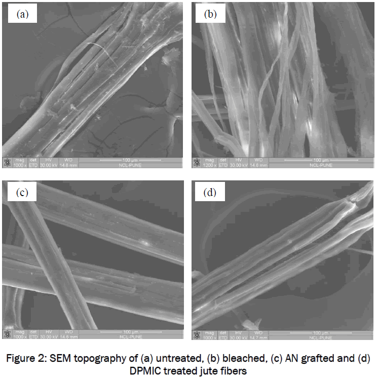 material-sciences-SEM-topography-untreated-bleached