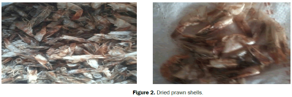 material-sciences-dried-prawn-shells