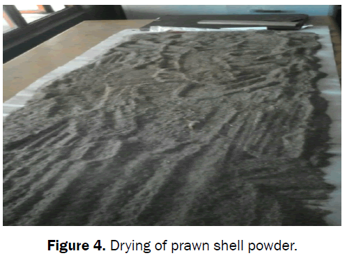 material-sciences-drying-prawn-shell-powder